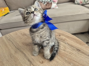 Pisici British shorthair longhair - imagine 5