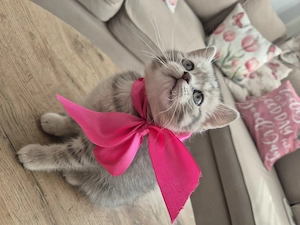 Pisici British shorthair longhair - imagine 6
