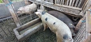 porci grasi intre 120 si 200kg - imagine 2