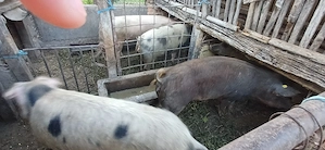porci grasi intre 120 si 200kg