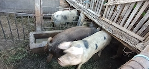 porci grasi intre 120 si 200kg - imagine 3