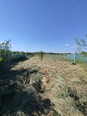 Oaza de liniște în Balinț -Teren ideal pt casă de vacanță sau casa visurilor tale!!
