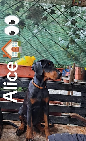 Căței Dobermann Top Champion  - imagine 2