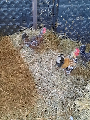 Familie 2+1 Chabo Portelan