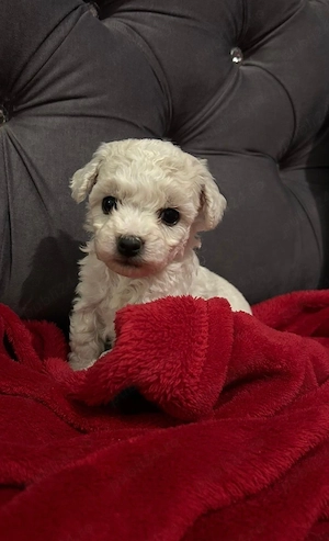 Bichoni Frise