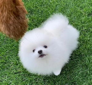 Pomeranian mini toy  - imagine 2
