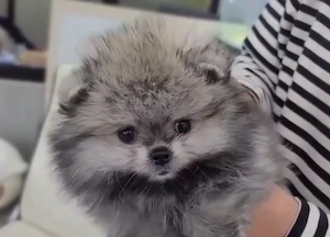 Pomeranian mini toy