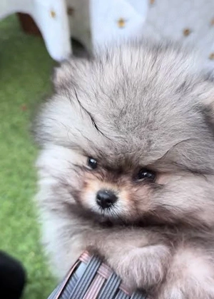 Pomeranian mini toy