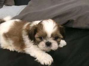 Shih-tzu talie mica