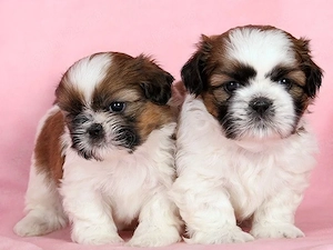 Shih-tzu talie mica - imagine 2