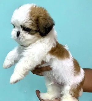 Shih-tzu talie mica