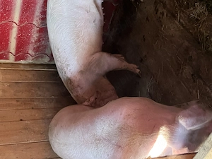 Porc scroafă gestantă  - imagine 2