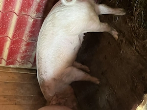 Porc scroafă gestantă 
