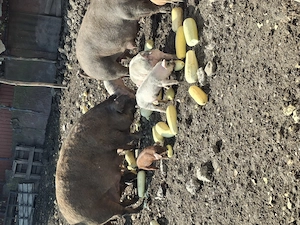 Purcei și porci de vânzare  - imagine 4