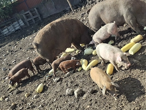 Purcei și porci de vânzare 