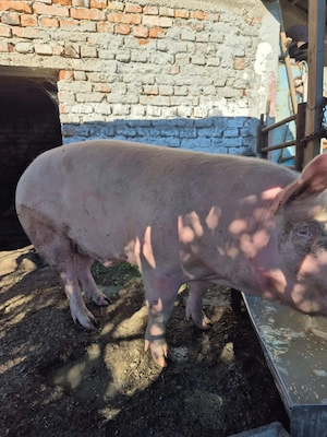 Vând porc de 8 luni