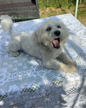 Vand catelusa bichon  - imagine 2