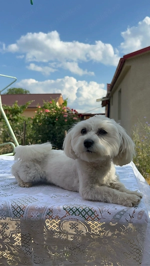 Vand catelusa bichon 
