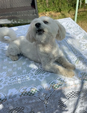 Vand catelusa bichon  - imagine 3