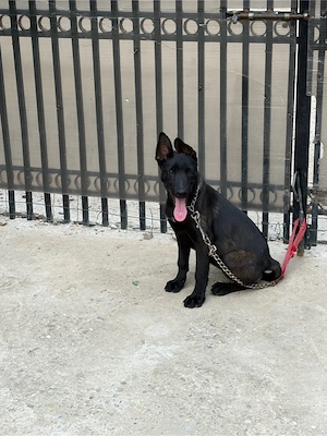 femela belgian malinois  - imagine 2