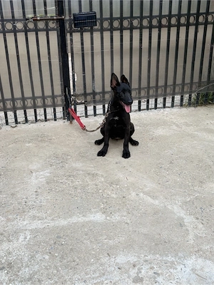 femela belgian malinois  - imagine 5