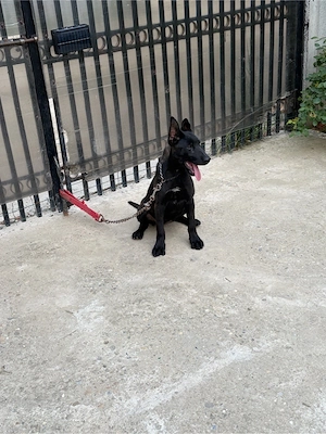 femela belgian malinois  - imagine 4