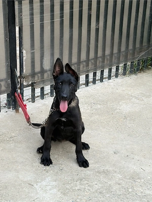 femela belgian malinois 