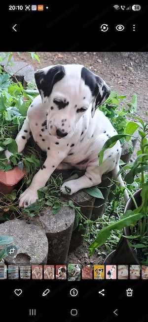 Catelusi dalmatieni in varsta de 7 saptamani - imagine 3
