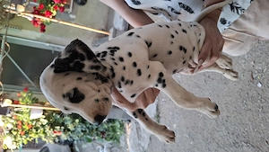 Catelusi dalmatieni in varsta de 7 saptamani - imagine 4