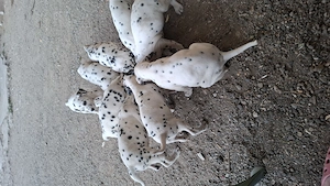 Catelusi dalmatieni in varsta de 7 saptamani - imagine 2