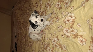 Catelusi dalmatieni in varsta de 7 saptamani