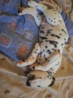 Catelusi dalmatieni in varsta de 7 saptamani - imagine 5