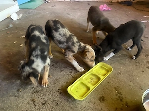 Adopta un catelus 4 luni