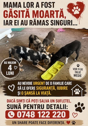 Adopta un catelus 4 luni - imagine 3