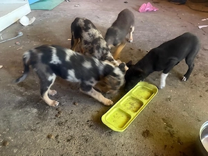 Adopta un catelus 4 luni - imagine 2