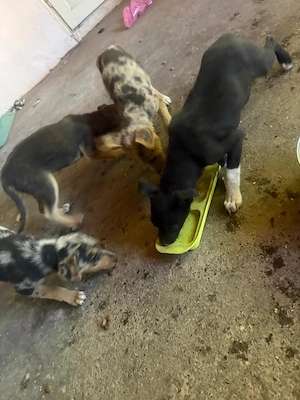 Adopta un catelus 4 luni - imagine 4