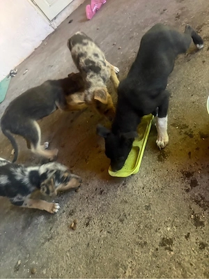 adopta un catelus 4 luni - imagine 3