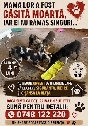 adopta un catelus 4 luni - imagine 4