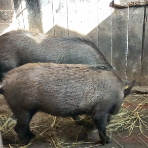 Vier si scoafa mistretii  de vânzare 