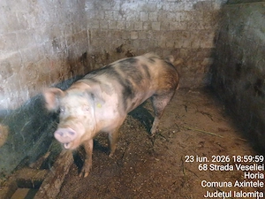 Vier de vanzare 220-230 kg. 7 grasuni de vanzare 50-60 kg. Purcei de vanzare in 2 saptamani. - imagine 5