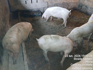 Vier de vanzare 220-230 kg. 7 grasuni de vanzare 50-60 kg. Purcei de vanzare in 2 saptamani. - imagine 3