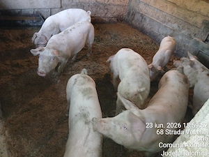Vier de vanzare 220-230 kg. 7 grasuni de vanzare 50-60 kg. Purcei de vanzare in 2 saptamani. - imagine 4