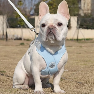 Lichidare stoc PETSHOP   Produse pentru câini și pisici la prețuri avantajoase! - imagine 2