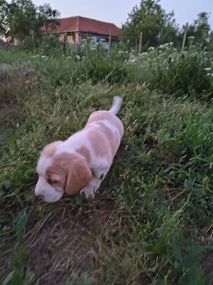 cățel beagle  - imagine 3