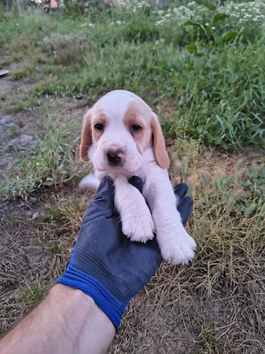 cățel beagle  - imagine 4