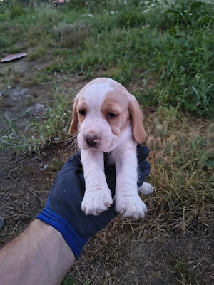cățel beagle  - imagine 2