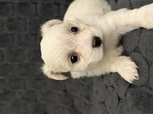 Catelusi bichon maltez x havanez 5 saptamani - imagine 2