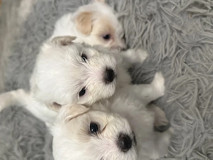 Catelusi bichon maltez x havanez 5 saptamani - imagine 4