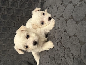 Catelusi bichon maltez x havanez 5 saptamani - imagine 3