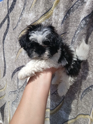 vand catelus shih tzu  de 8 saptamni 